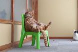 კატა სკამზე ადამიანივით ზის