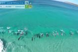 საოცარი სანახაობა - დელფინები ავსტრალიის სანაპიროზე ტალღებს ევლებიან
