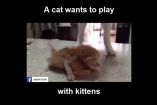 კატამ ახალშობილ კნუტებთან თამაში გადაწყვიტა...