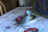 თუთუყუშმა დაბადების დღეზე მისთვის საყვარელი სათამაშო მიიღო