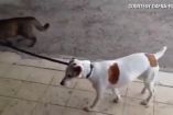 კატა ძაღლს ასეირნებს