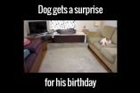 ძაღლმა დაბადების დღეზე საჩუქრები მიიღო