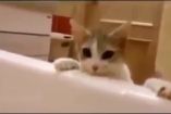 კატა ფიქრობს, რომ პატრონი აბაზანაში იხრჩობა, მისი რეაქცია საოცარია 