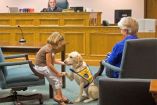 მოწმეების დამხმარე ძაღლები სასამართლოში
