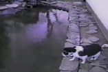 კატა მოყინულ წყალზე თევზის დაჭერას ცდილობს