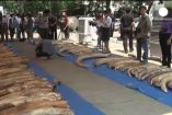 ტაილანდის საბაჟოზე 6 მილიონი დოლარის ღრებულების კონტრაბანდული სპილოს ეშვი დააკავეს