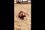 ძაღლმა სანაპიროზე ლიმონის ნაჭერი იპოვა, მისი რეაქცია...