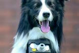 რა გადაიღო მსოფლიოში პირველმა ფოტოგრაფმა ძაღლმა?