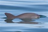”ზღვის პანდა” - ყველაზე პატარა დელფინი მსოფლიოში