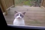 "ყბედი კატა" YouTube-ს იპყრობს 