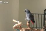 თუთიყუში ცეკვავს და მღერის