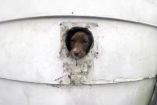 ძაღლი თავის ლეკვებით რამდენიმე დღე მიტოვებულ სახლში იყვნენ ჩაკეტილები.. მათ სიკვდილი ელოდათ, რომ არა..