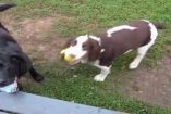 უსინათლო ძაღლი, რომელსაც უყვარს ბურთით თამაში