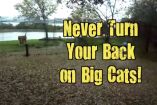 არასოდეს შეაქციოთ ზურგი დიდ კატებს