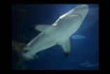 მეცნიერებმა პირველად გადაიღეს ზვიგენის მშობიარობა