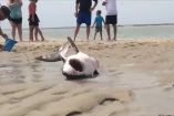 ვიდეოჰიტი: დამსვენებლებს ზვიგენის არ შეეშინდათ და პლაჟიდან წყლამდე მიათრიეს