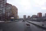 კაცმა მოძრაობა გააჩერა და ქუჩაზე გადასულ უსახლკარო ძუ ძაღლს ლეკვი გადაუყვანა