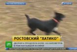 უპატრონო ძაღლმა 300 კილომეტრი გაიარა, რათა თავისი გადამრჩენელი ეპოვა