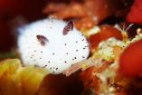 ზღვის ბაჭია - ჩვეულებრივი ზღვის ლოქორაა