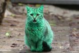 ვარნაში იდუმალი მწვანე კატა დასეირნობს