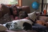 კატების და ძაღლის რეაქცია ფეხმძიმე პატრონზე