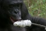როგორ იქცევა შიმპანზე ტყეში "პიკნიკის" დროს - კარგი იქნება, თუ ადამიანებიც მიბაძავენ!