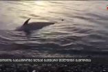 მკვდარი დელფინის გამორიყვის 25 შემთხვევა დაფიქსირდა