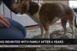 დაკარგული ძაღლი 6 წლის შემდეგ ოჯახს დაუბრუნდა