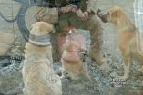 3 ძაღლმა ავთანეთში 50 ჯარისკაცი თვითმკვლელი ტერორისტისგან იხსნა