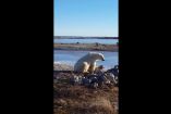 თეთრი დათვი ძაღლს თავზე ფრთხილად ეფერება