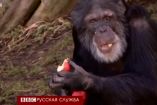 შიმპანზე შოტლანდიაში ადგილობრივი აქცენტით ალაპარაკდა