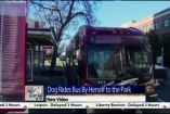 ძაღლი, რომელიც ავტობუსით მარტო მიდის სკვერამდე, რათა ისეირნოს