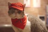 იაპონურმა პიცერიამ სტუმრების "მომსახურეობისთვის" კატები დაიქირავა