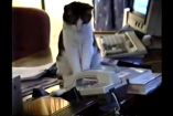 კუდიანი მდივანი: კატა ოფისში ტელეფონის ზარებს პასუხობს