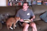 რატომ არის ასე რთულად ჭამა, თუ სახლში კატა ცხოვრობს
