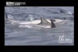 დელფინები პარალიზებულ მეგობარს ეხმარებიან