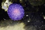 იისფერი ბურთი - ოკეანის ფსკერზე სიცოცხლის ახალი ფორმა აღმოაჩინეს