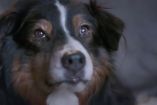 შეყვარებული წყვილი ძაღლმა ჯერ არნახული მეთოდით შეარიგა - სუპერ ემოციური ვიდეო 