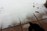 კატამ თოვლი პირველად ნახა