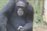 შიმპანზე სიგარეტს ეწევა