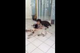 ნანუკა ჟორჟოლიანის ვაჟი საკუთარ ძაღლებს "იავნანათი" აძინებს 