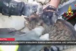 იტალიაში მიწისძვრიდან 2 კვირის შემდეგ კატა გადაარჩინეს
