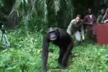 გულისამაჩუყებელი კადრები: შიმპანზე ბუნებაში დაბრუნების წინ მომვლელს ემშვიდობება 