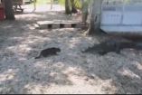 საოცარი ვიდეო კადრები - კატა ოჯახს ალიგატორების თავდასხმისგან იცავს