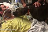 ძაღლი თავის გარდაცვლილ პატრონს ემშვიდობება