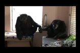 შიმპანზე, რომელმაც 18 წელი მარტოობაში გაატარა, თავისი ახალი მეგობრის ხელს წამით არ უშვებს