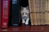 "კატების ბიბლიოთეკა"