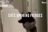 როგორ აღებენ კატები მაცივრებს