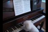 პატარა ძაღლი უკრავს პიანინოზე და მთელი გულით მღერის