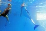 შეზღუდული შესაძლებლობების ბავშვს ცურვაში დელფინი ეხმარება